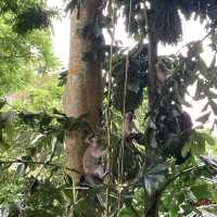 気軽に来れるボート移動付き自然公園　グヌンラン公園