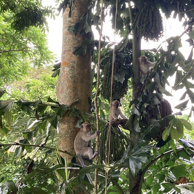 気軽に来れるボート移動付き自然公園　グヌンラン公園