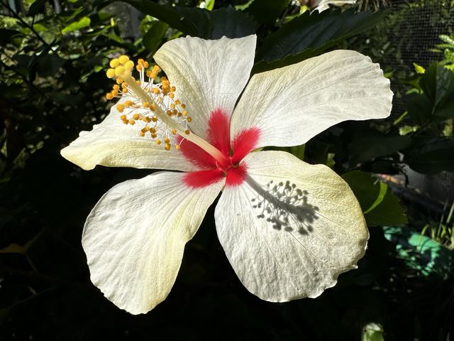 本地遊 | 香港動植物公園 | 必影蝴蝶蘭花廊