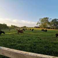 FarmFresh @ UPM
