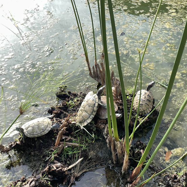 Nature in the west