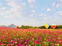 🌺🌸BALLOONS OVER COSMOS MEADOWS 🌺🌸