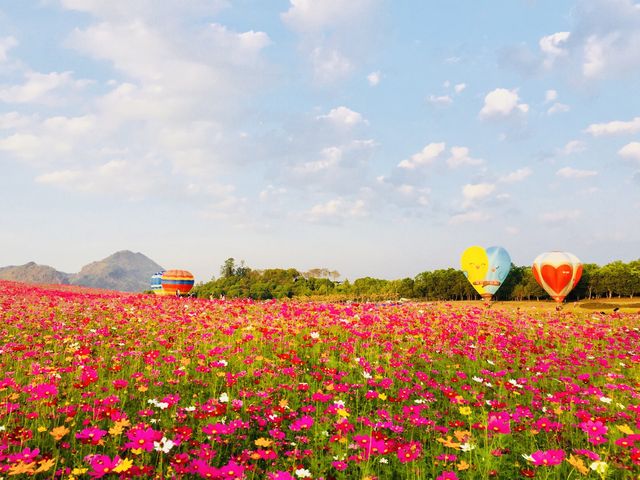 🌺🌸BALLOONS OVER COSMOS MEADOWS 🌺🌸