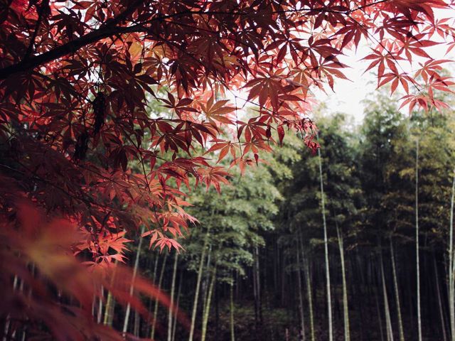 Visit to the Yixing bamboo forest! 🎋🎋