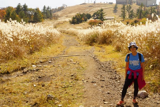 Japan free travel, hike up Mount Ibuki, autumn leaves and miscanthus are equally beautiful.