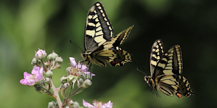 Swallowtail Day -  NWT Hickling Broad guided walk (10.30am) | Norfolk Wildlife Trust Hickling Broad
