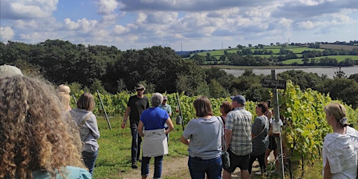 Tamar Valley Vineyard Guided Tour | Tamar Valley Vineyard