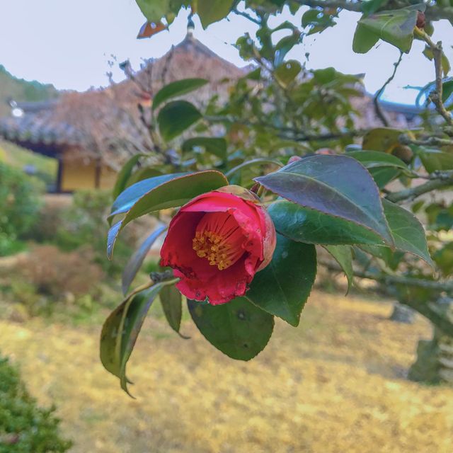 알쓸신잡2 진도 여행의 그 곳, 운림산방☁️