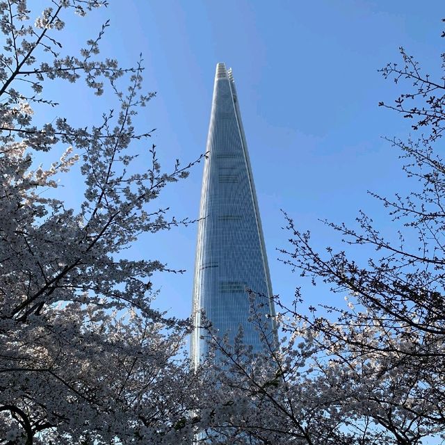 서울의 벚꽃 명소하면 빠질 수 없는 🌸석촌호수🌸