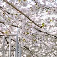 ふりーすくーる西五反田前の桜