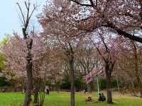 札幌　SAKURA 桜めぐり❗️円山公園の桜に感動❗️