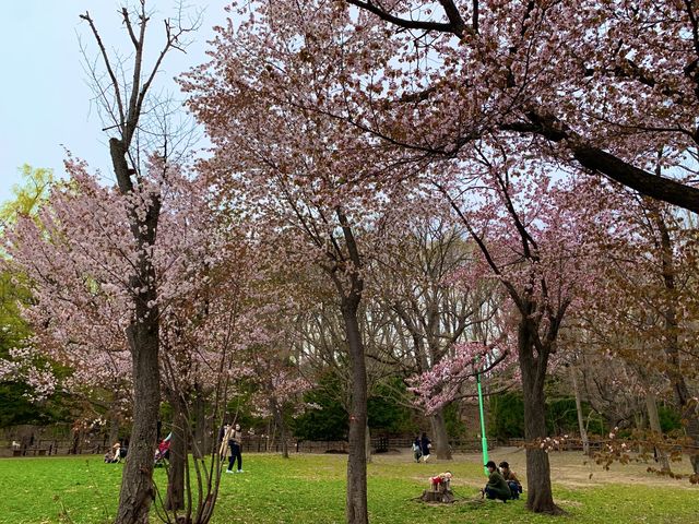 札幌　SAKURA 桜めぐり❗️円山公園の桜に感動❗️