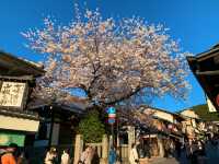 京都　京都散策旅！ねねの道から清水寺まで散策してみた！