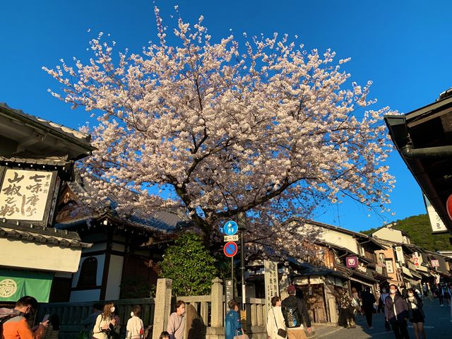 京都　京都散策旅！ねねの道から清水寺まで散策してみた！
