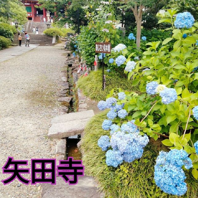 奈良あじさいスポット矢田寺