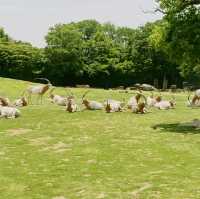 すぐ近くに野生動物！ドライブスルーサファリ　姫路セントラル・パーク