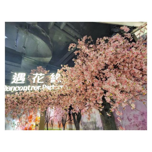 遇．花．緣。櫻花祭。北角匯 
