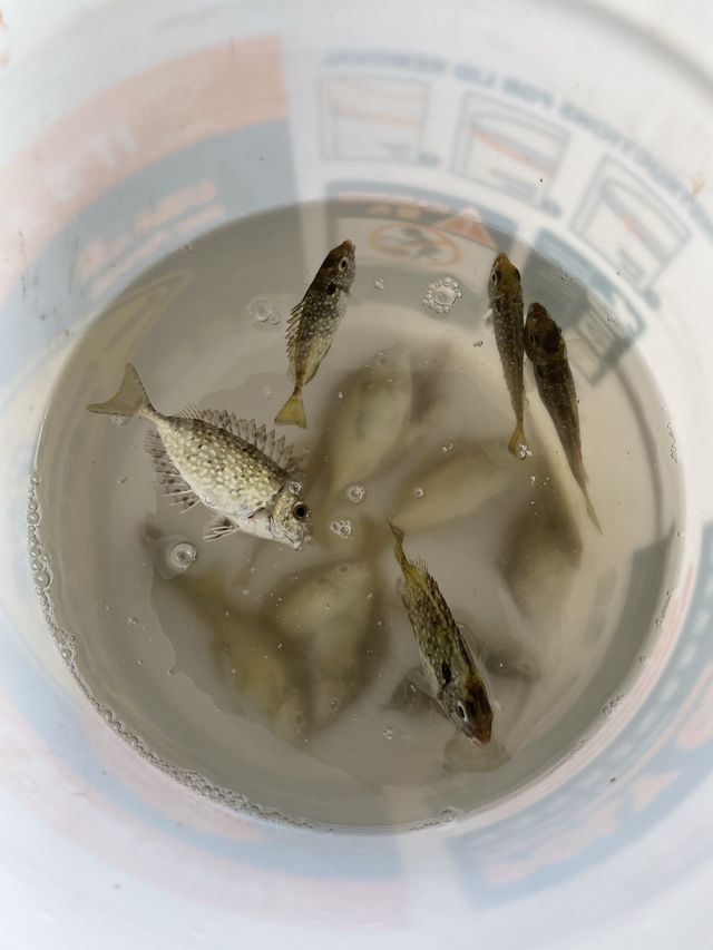 滘西洲釣魚樂 滘西洲釣魚樂