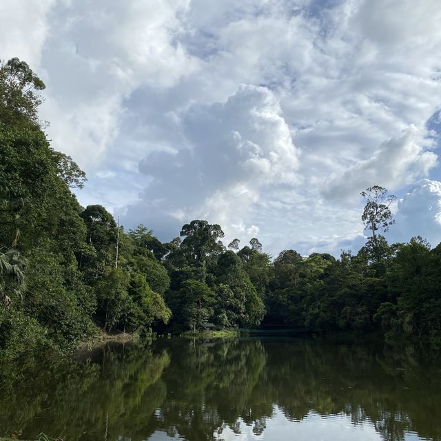 Sepilok Rainforest Discovery Centre 