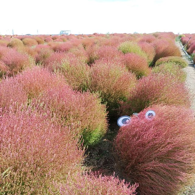 愛知県！知多半島にある秋のコキア畑