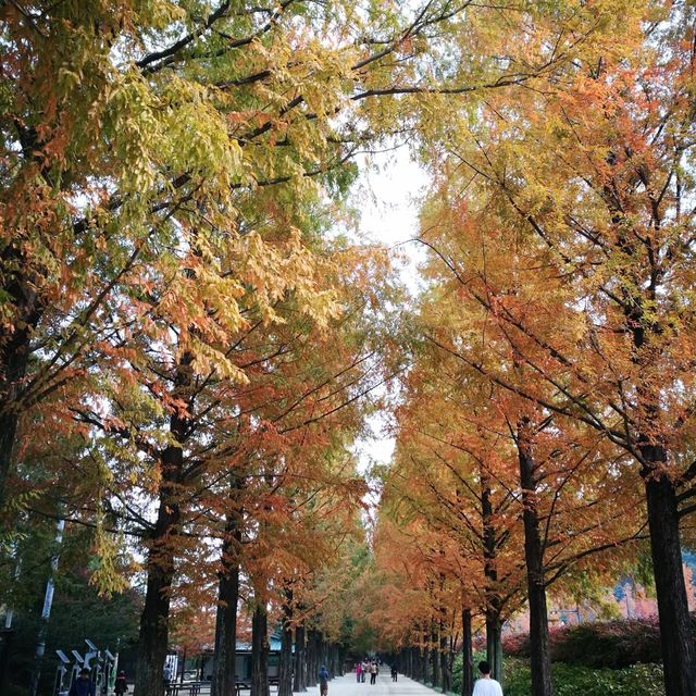 Metasequoia-lined Road