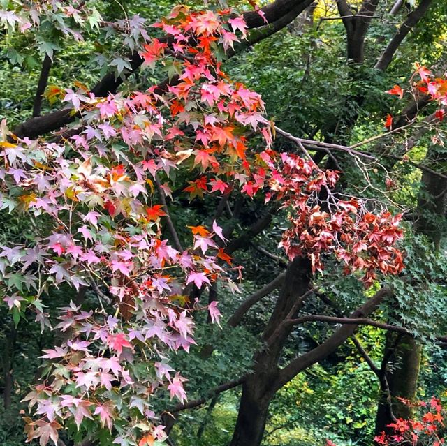Todoroki Valley