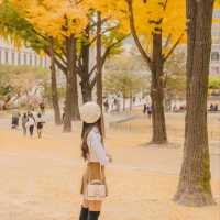 💛노란 은행나무와 덕수궁 석조전의 조화 [서울, 덕수궁]
