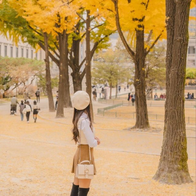 💛노란 은행나무와 덕수궁 석조전의 조화 [서울, 덕수궁]