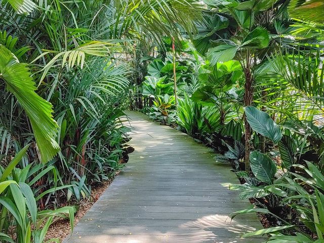 สวนพฤกษศาสตร์สิงคโปร์ (Singapore Botanic Gardens)