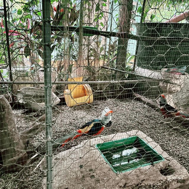 The Zoo Is Calling