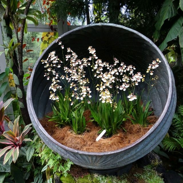 National Orchid Gardens, Singapore