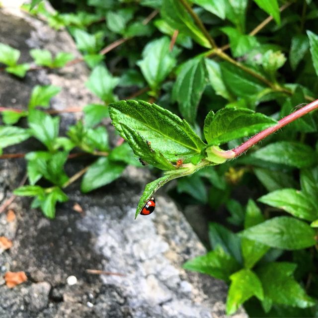 香港好去處-西環泳棚