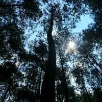 Wake Up in Nature