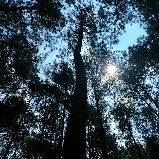 Wake Up in Nature