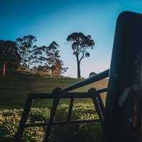 MOUNT PANGALENGAN RIUNG TEA GARDEN