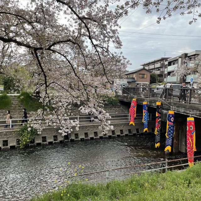 愛知県岩倉市　五条川の桜