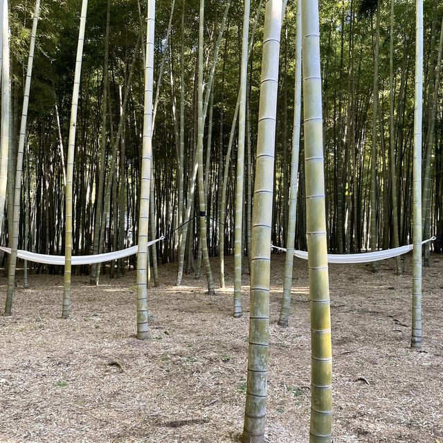 【栃木】幻想的な竹の世界「若竹の社 若山農場」