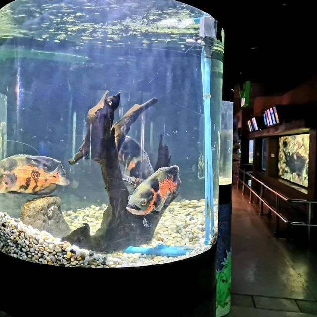 Phuket aquarium