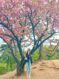 [서울] 서울 겹벚꽃은 어디에⁉️ 보라매공원🌸