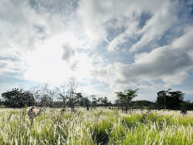[北區半日遊Part3️⃣🌾茅草田隱世秘境🌾]