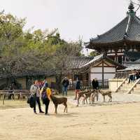 Up Close with Deer at Nara Park