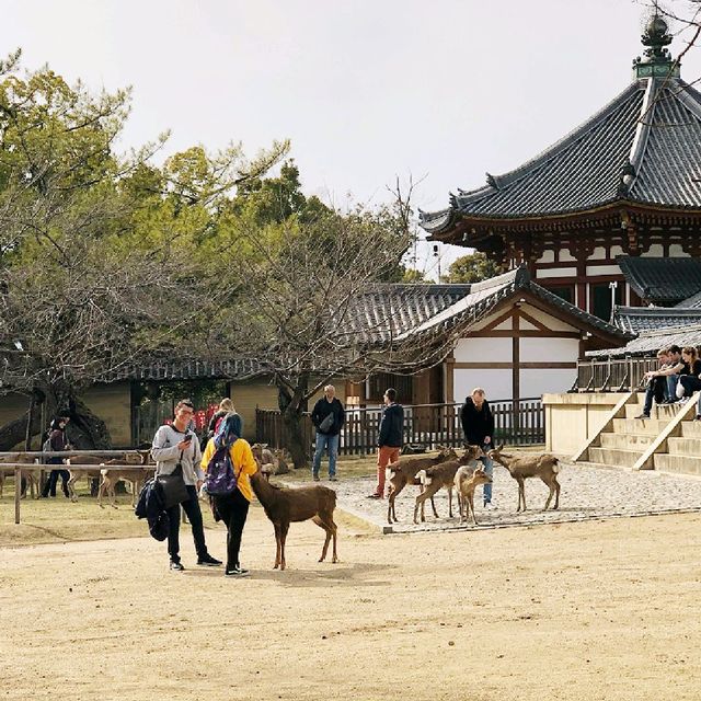 Up Close with Deer at Nara Park