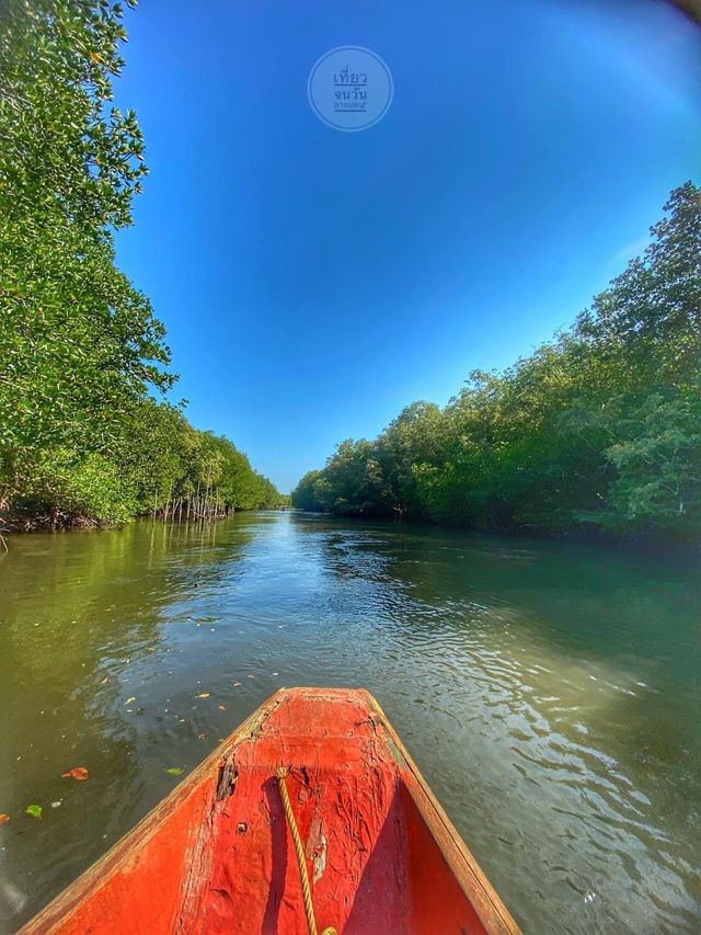 ล่องเรือชมป่าชายเลนที่ปากน้ำประแสร์