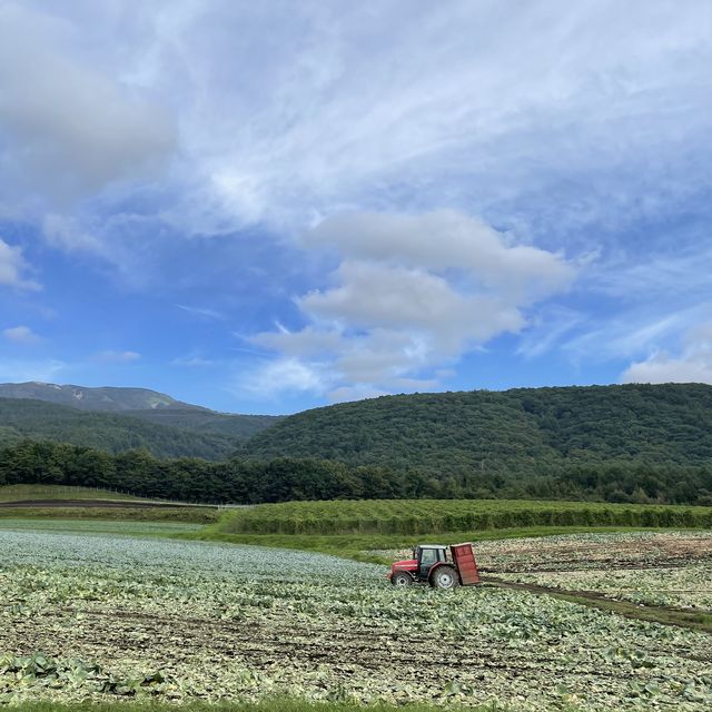 【群馬県】嬬恋村に秋の訪れ🥬🌸