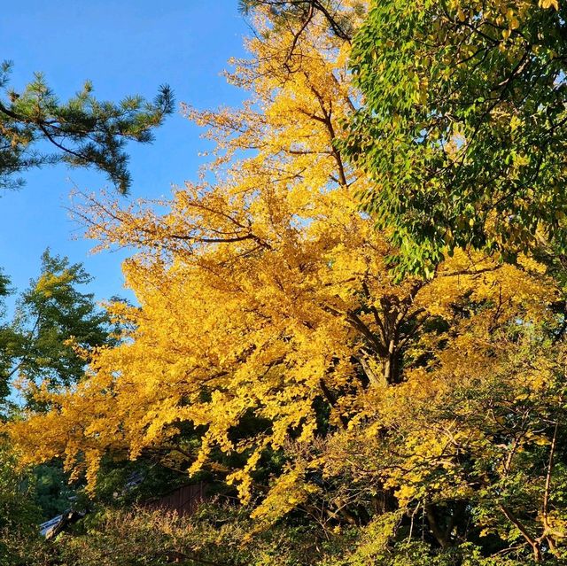 📷 전주의 역사를 만날 수 있는, 경기전