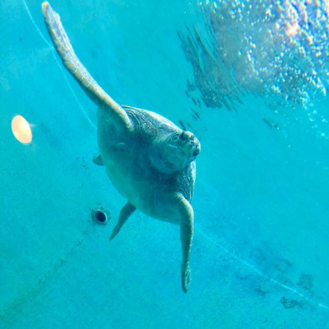 美ら海水族館【沖縄県/国頭郡】 美ら海水族館【沖縄県/国頭郡】