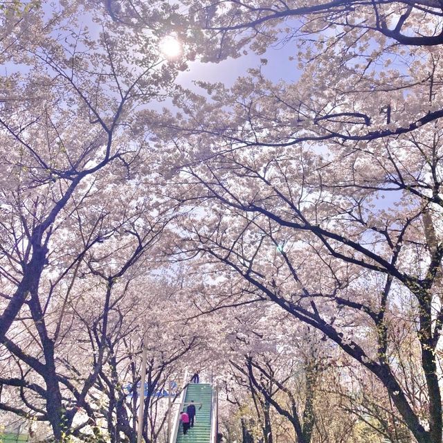 🌸보라매공원에서 도림천까지 이어진 ‘신대방벚꽃길’