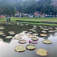 気軽に自然を感じられるパワースポット　ペナン植物園