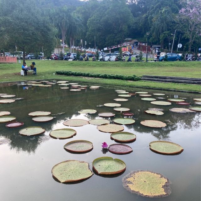 気軽に自然を感じられるパワースポット　ペナン植物園