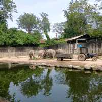 Zoo Taiping, a house of amazing animals.